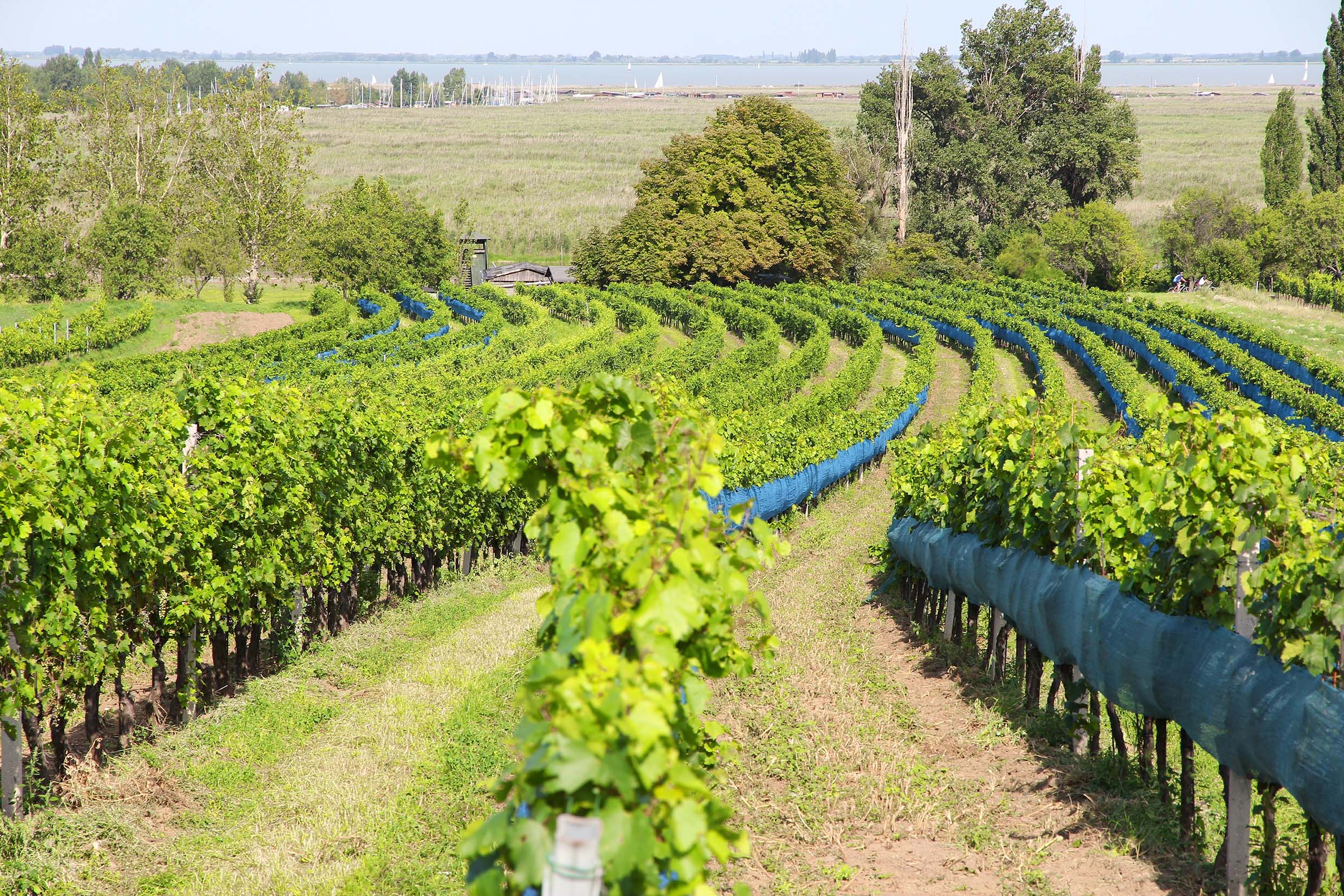 Weinbaugebiet Burgenland